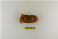 藏品(中華沙蟹)的圖片